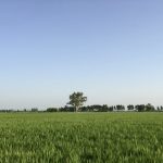 Neelinder Singh Mann's family farm in Punjab