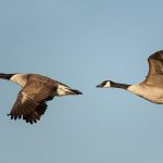 Two Flying Canada Geese (Branta canadensis).