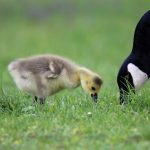A mother and gosling.
