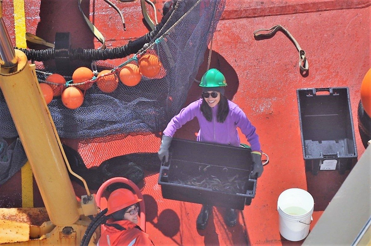 Technician on board the CCGS Amundsen with samples