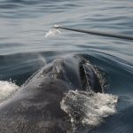 PHOTOGRAPH COURTESY ANDERSON CABOT CENTER FOR OCEAN LIFE, NEW ENGLAND AQUARIUM