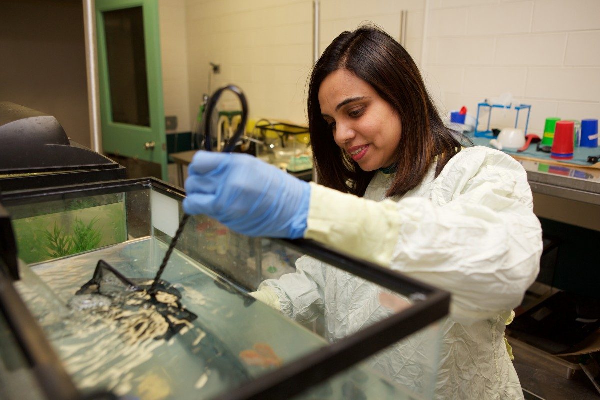 Dr. Devi Atukorallaya at the Rady Biomedical Fish Facility at the Rady Faculty of Health Sciences
