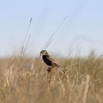 The endangered chestnut-collared longspur // Photo: Jennie Horvat