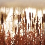 water wetland reeds