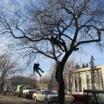 arborists work on trees