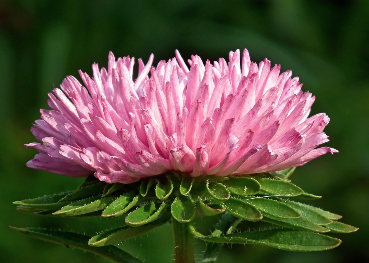 Aster flower