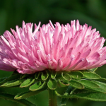 Aster flower
