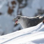 The northern fulmar, bird of prey // Image: Mark Mallory