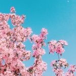 Flowers by Lalaine Balmediano