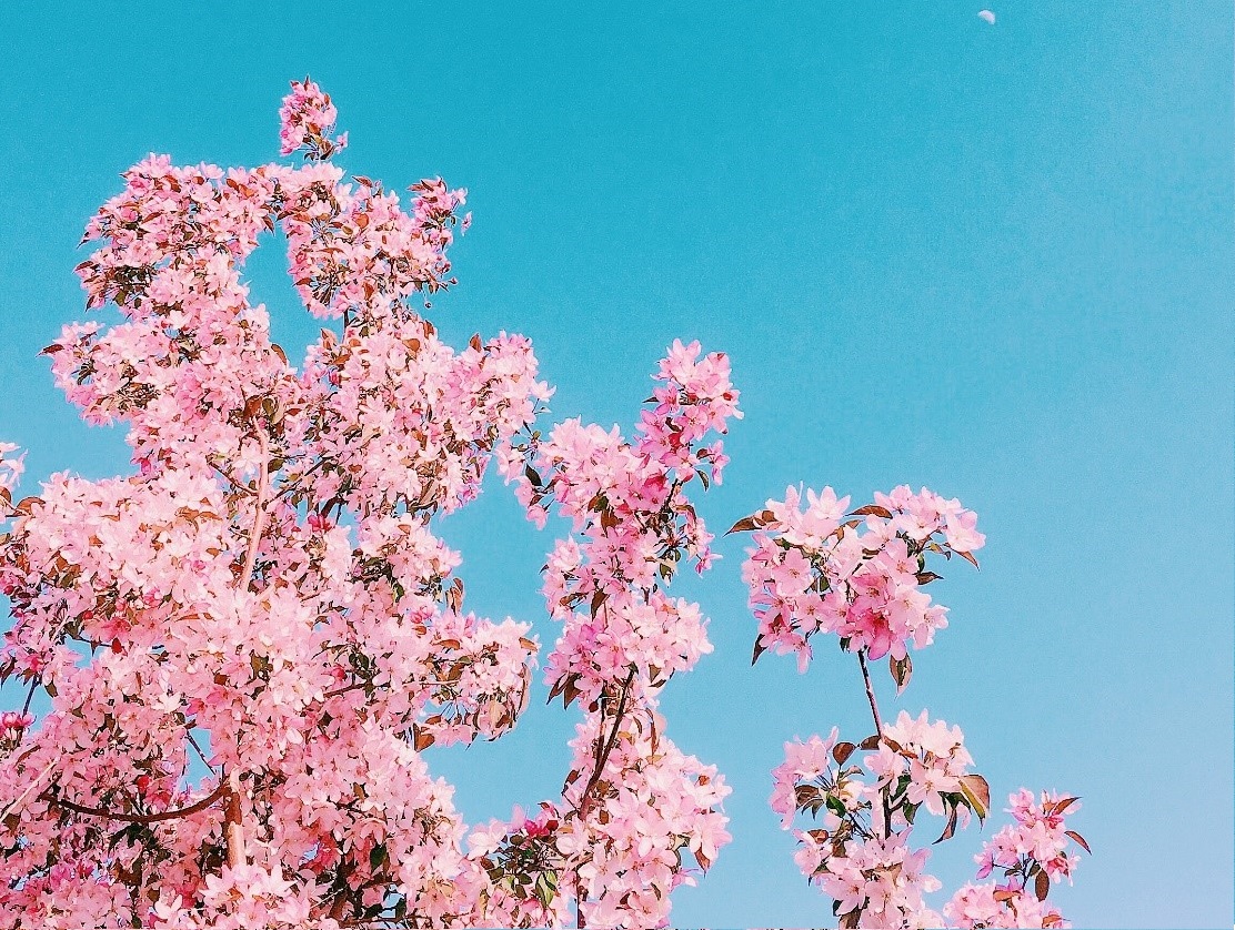 Flowers by Lalaine Balmediano