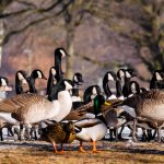 An image of a flock of Canada geese on the ground..