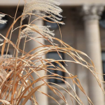 Winning shot by @nirzhar.risalat27