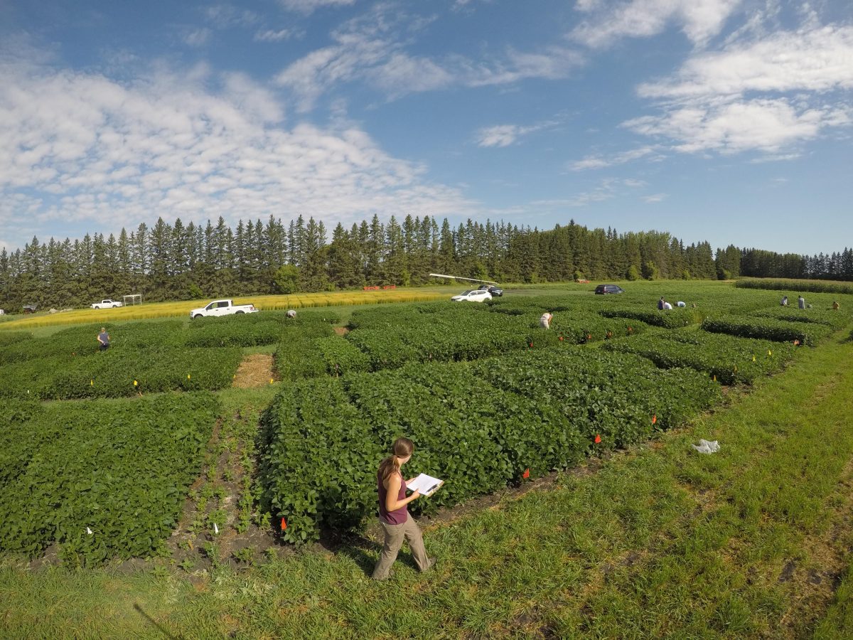soybean field plots