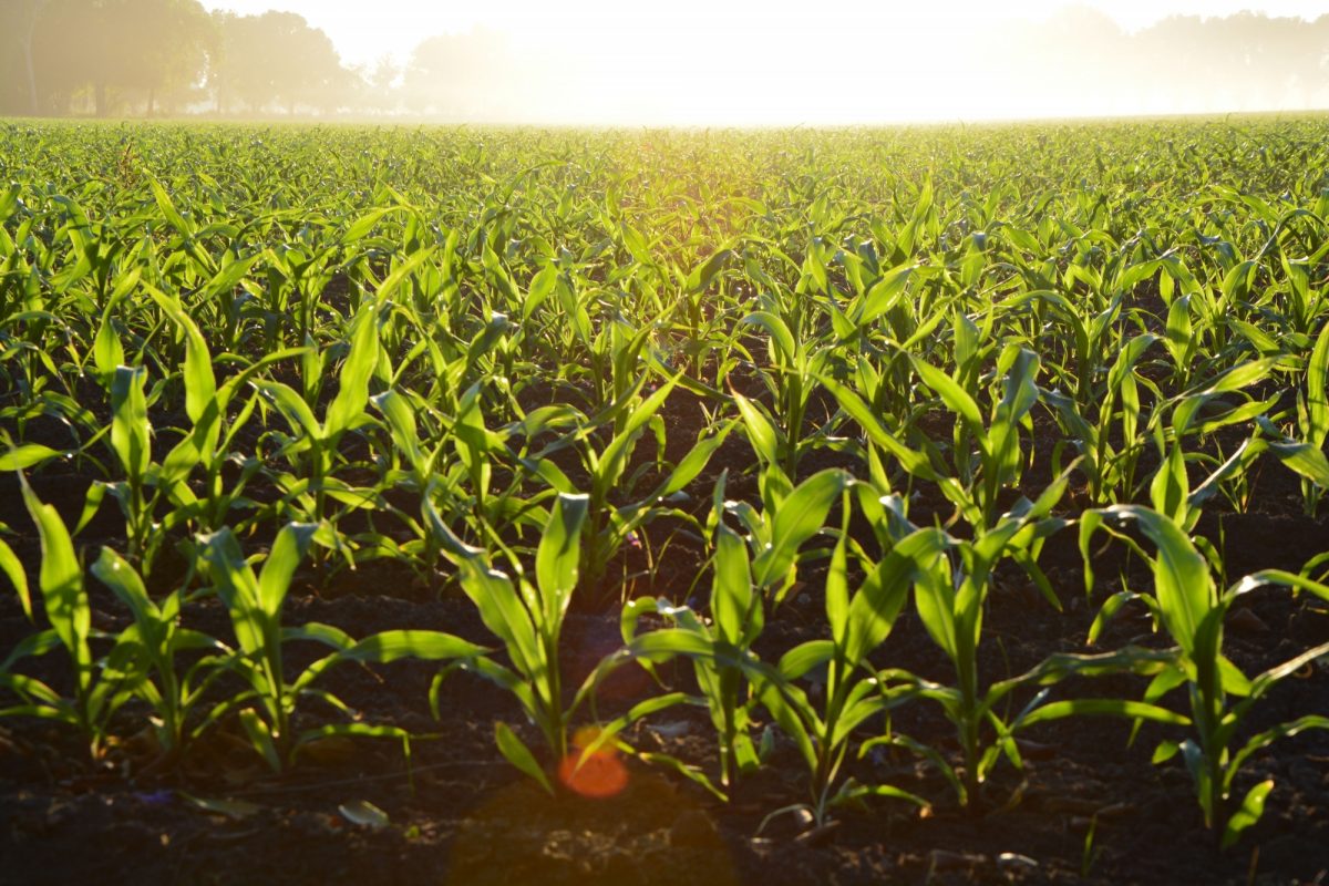 Corn field as the sun begins to set