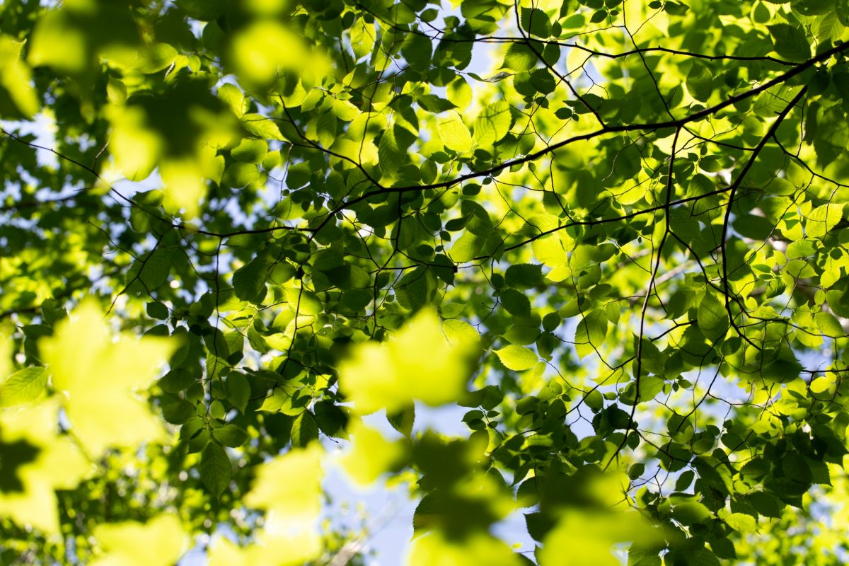 Tree leaves against the backdrop of the sky