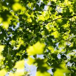 Tree leaves against the backdrop of the sky