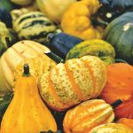 Colourful pumpkins and squash