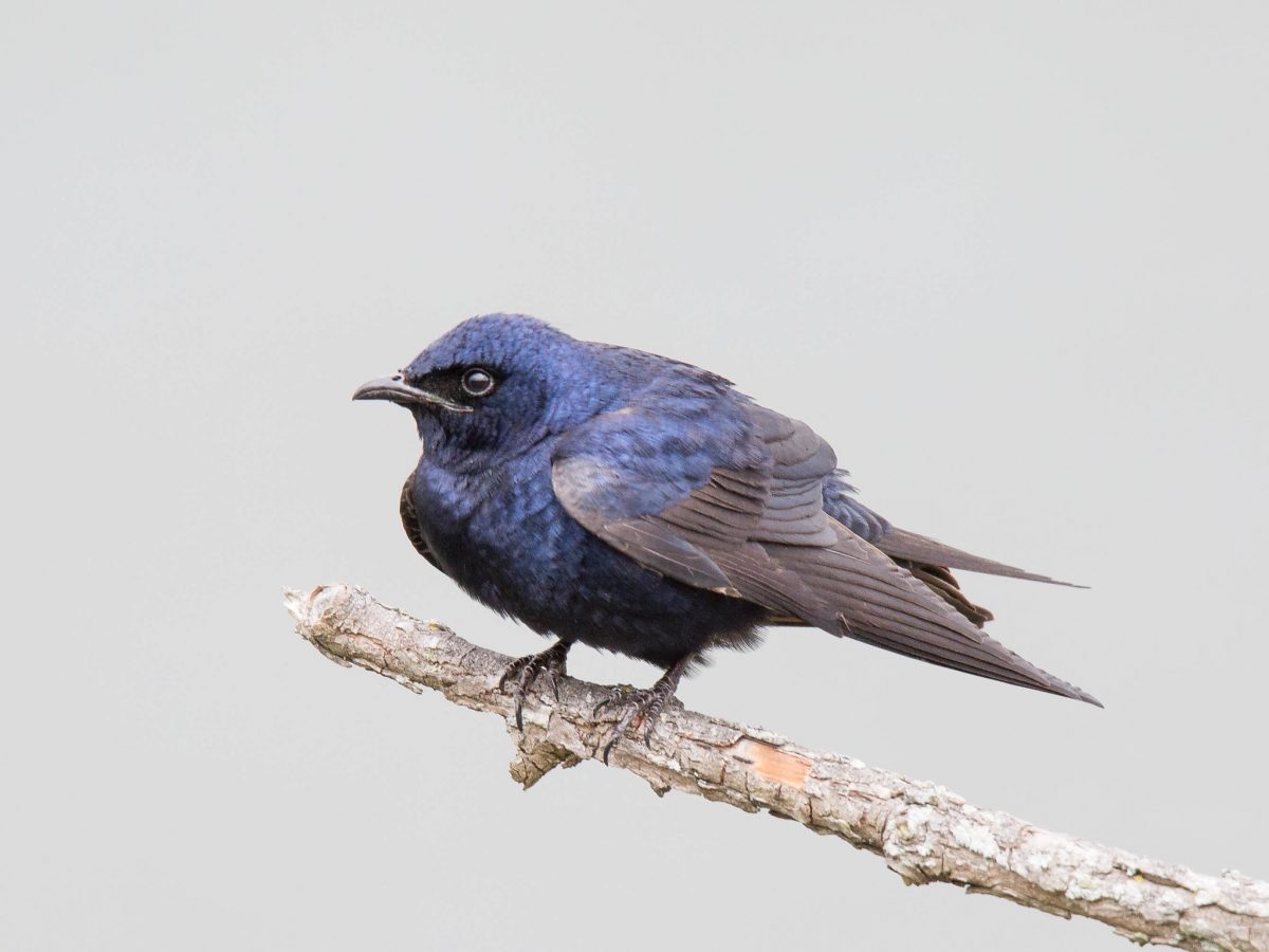 Purple Martin perched on a stick
