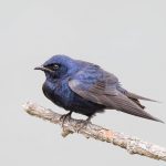 Purple Martin perched on a stick