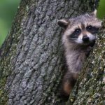 Raccoon in a tree