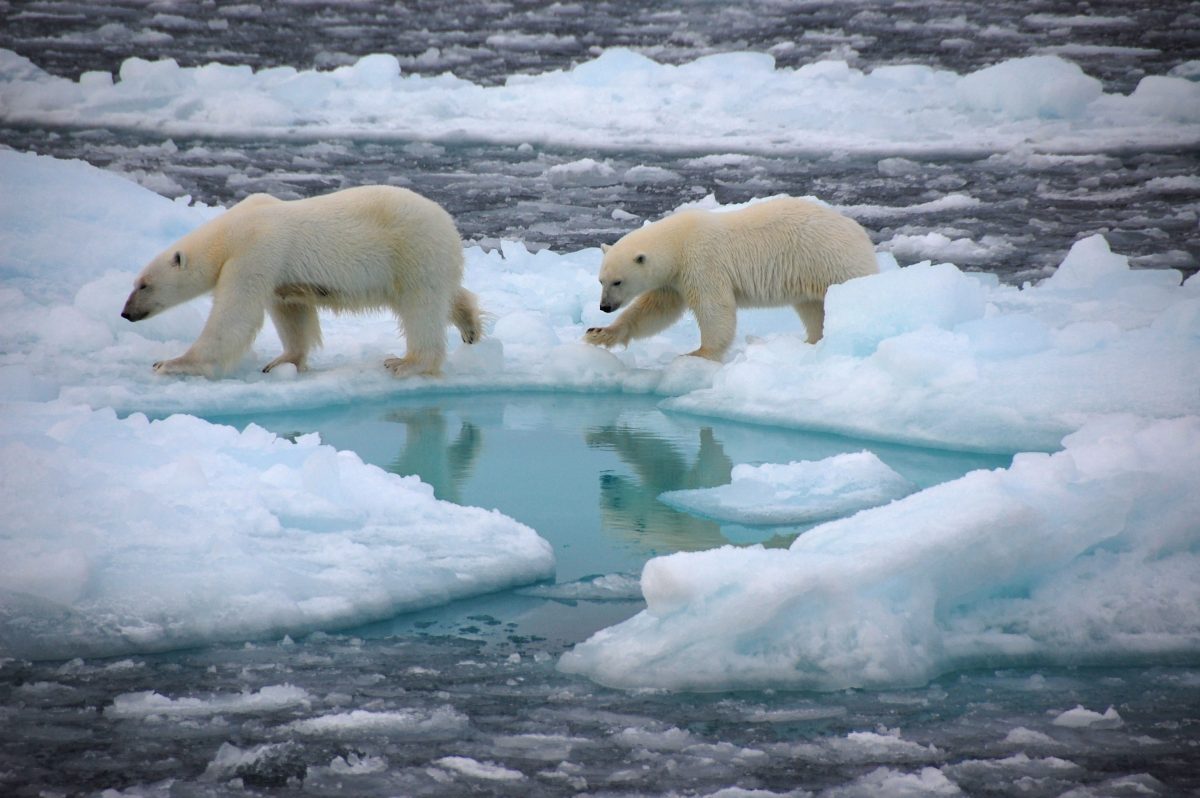 2 polar bears walking on snow and near melting water