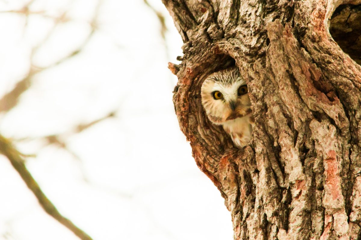 Northern Saw-whet Owl_Winnipeg MB_Juan Pablo Medina