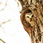 Northern Saw-whet Owl_Winnipeg MB_Juan Pablo Medina