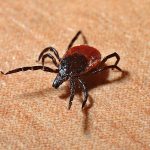 Tick that could transmit Lyme disease