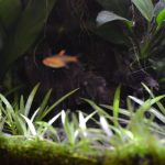 Fish in fishtank