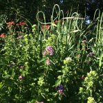 Manitoba polyculture plot that includes 57 edible and medicinal plants. Photo: Kirsten Benot.