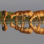 Researchers observed that some species, such as antelope, were able to migrate northward, while others, including the Arctic fox, became extinct in areas of what is now Russia. This knowledge can be used to predict how plants and animals will respond to future climate changes