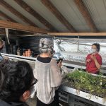 Group of people standing around in what appears to be a greenhouse. They have masks on and are gathered around plants in raised beds.