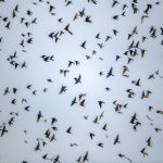 Purple Martins in flight