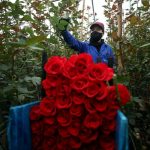 A worker cuts roses to be shipped to the U.S. and Europe at a flower farm in Madrid, Colombia, in August 2020. // AP Photo/Fernando Vergara