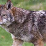 Coyote