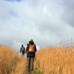 A person walks through a field.