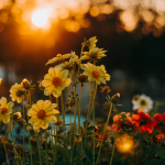 Sunflowers in a field during sunset