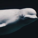 Beluga whale photo from Unsplash.