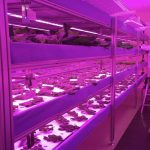 Opaskwayak First Nation (OCN) smart vertical farm. // Photo provided by OCN