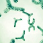 Chromosomes, magnified.