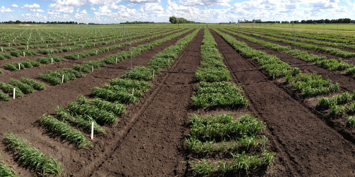 Winter wheat in field