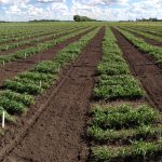 Winter wheat in field