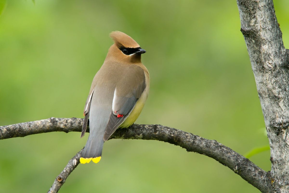 Cedar Waxwing on a branch