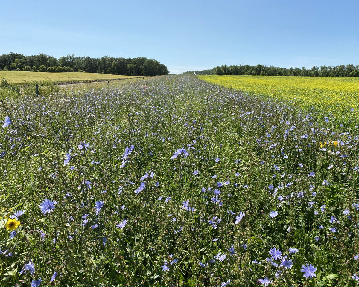 A flowering strip planted between fields.