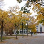 Yellow autumn leaves on trees in front of the Buller Greenhouse on the Fort Garry campus.