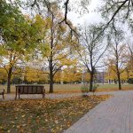Yellow autumn leaves on trees on the Duckworth Quad on the Fort Garry campus.