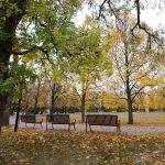 Yellow autumn leaves on trees on the Duckworth Quad on the Fort Garry campus.