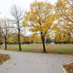 Yellow autumn leaves on trees at the Quad on Fort Garry campus.