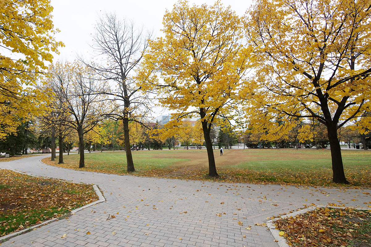 Yellow autumn leaves on trees at the Quad on Fort Garry campus.