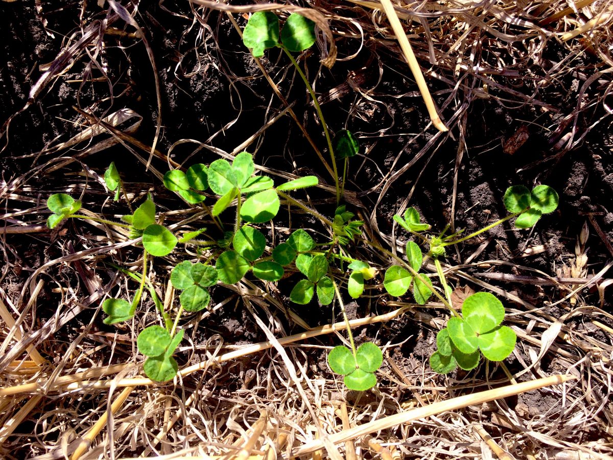 A cover crop grows between the rows of a field crop.